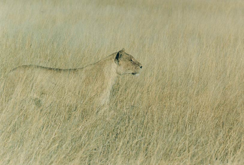 lion